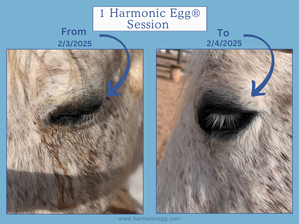 1 Harmonic Egg® Session